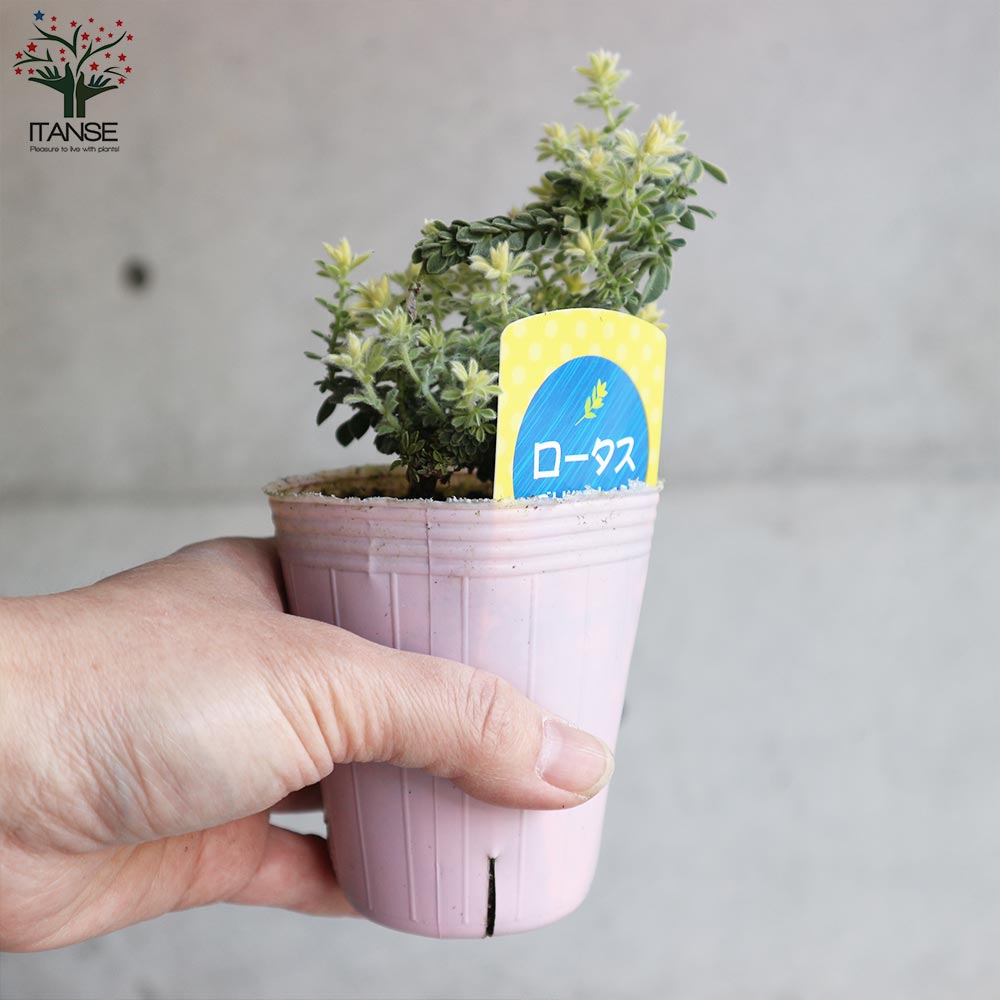 ロータス・ブリムストーン【花苗 2.5号ポット苗】｜ 【植物の