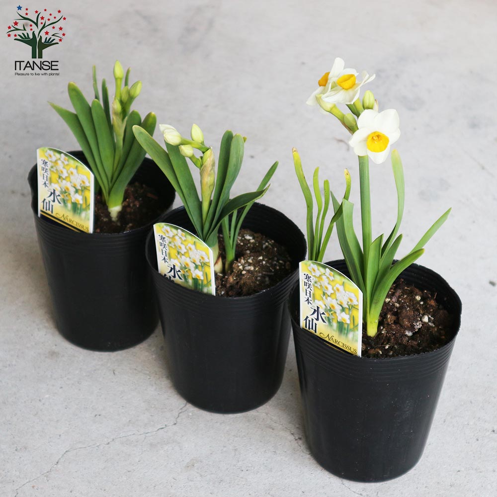 お盆　18枚セット　水仙の花　木箱2箱付き 楽天市場】水仙 造花 仏壇 お供え 【3,900円以上送料無料】 : フラワー