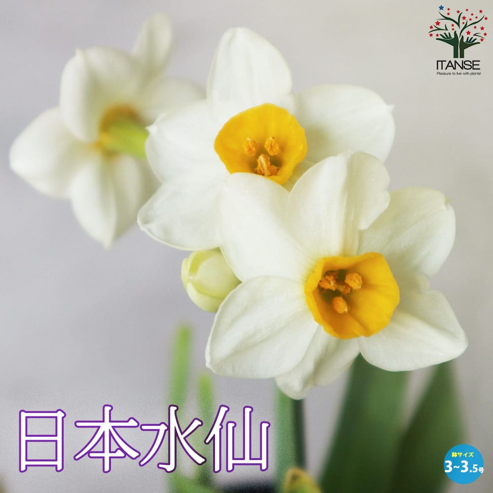 日本水仙 (ニホンスイセン)【花苗 3～3.5号ポット苗 球根芽出し苗