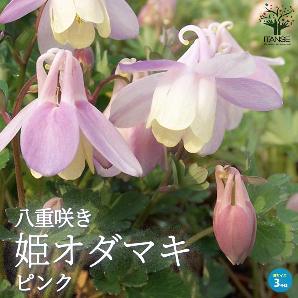 TAKAGI 儀助 高儀 蛍光水糸 細 ピンク 500m 4907052180338
