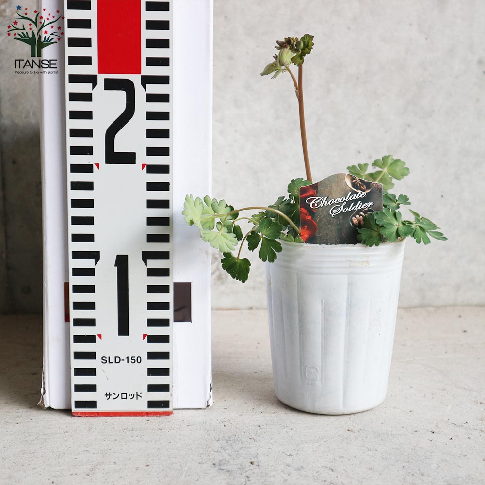 オダマキ・チョコレートソルジャー 【花苗 3号ロングポット苗