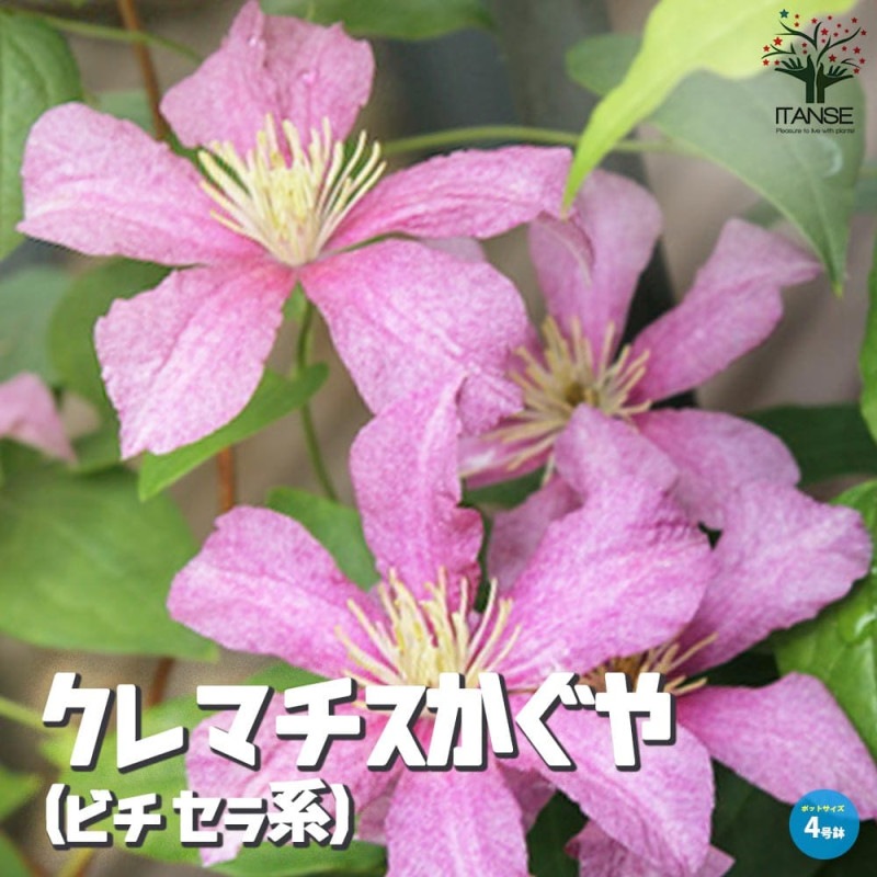 クレマチス パープレア プレナエレガンス 【花苗 4号／1個売り