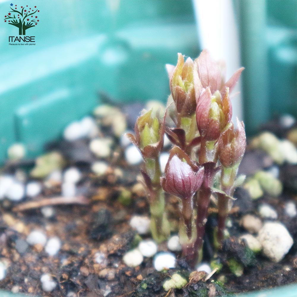 クレマチス・ジュエリーローズ(ビチセラ系)【花苗 4号ポット苗