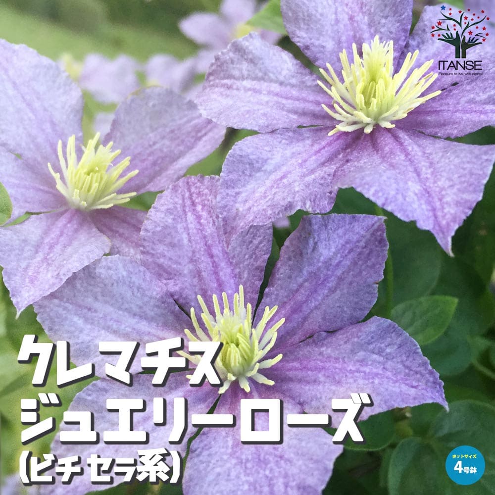 クレマチス・ジュエリーローズ(ビチセラ系)【花苗 4号ポット苗】