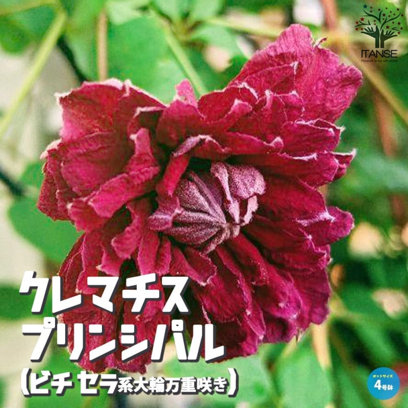 クレマチス｜【植物のITANSE】全品送料無料・即出荷!