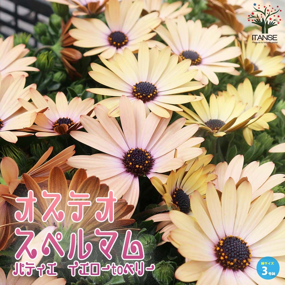 オステオスペルマム・パティエ・イエローtoベリー 【花苗 3号ロングポット苗】