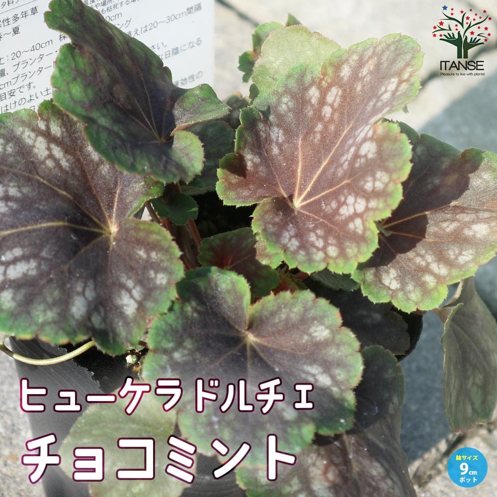ヒューケラ・ドルチェ・チョコミント【花苗 9cmポット苗 カラーリーフ・多年草】