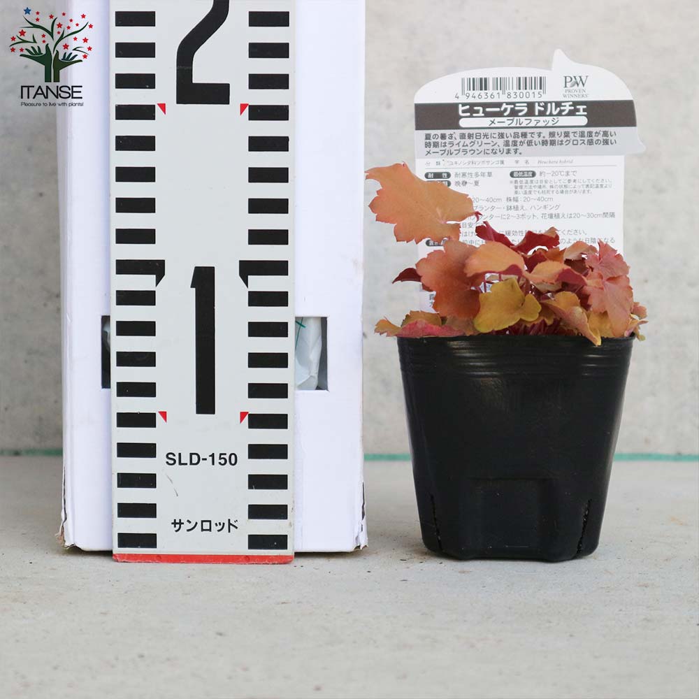 宿根草苗No.10　 掘り上げ株9cmポット8個 宿根草苗No.10 掘り上げ株9cmポット8個 宿根草苗No.10 掘り上げ株9cm