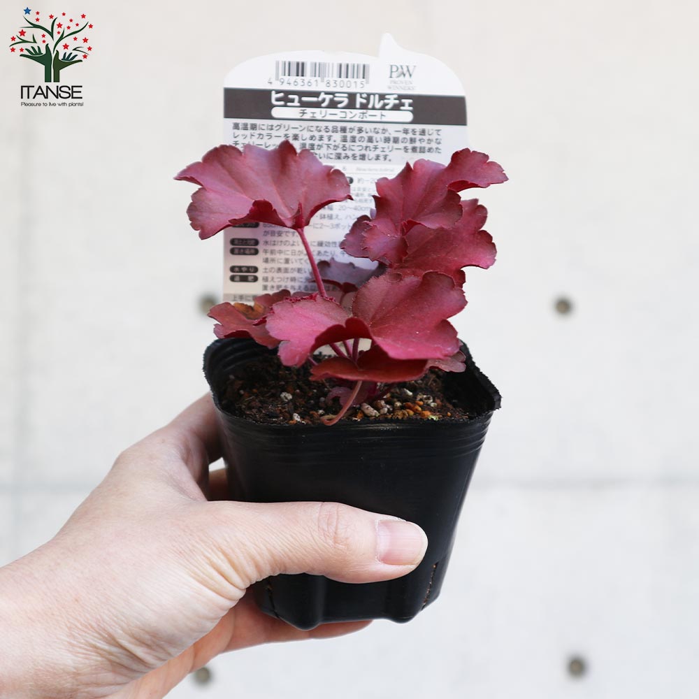 ヒューケラ・ドルチェ・チェリーコンポート【花苗 9cmポット苗 カラー