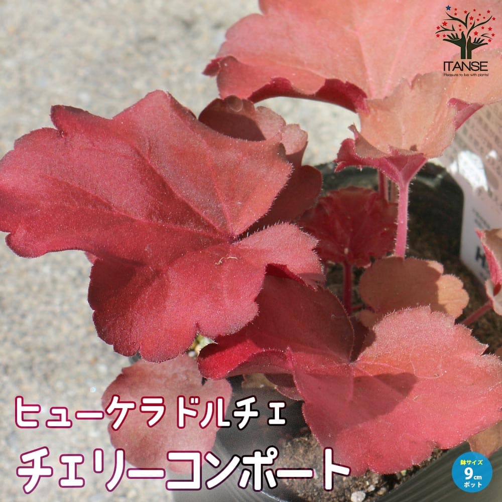 ヒューケラ・ドルチェ・チェリーコンポート【花苗 9cmポット苗 カラーリーフ・多年草】