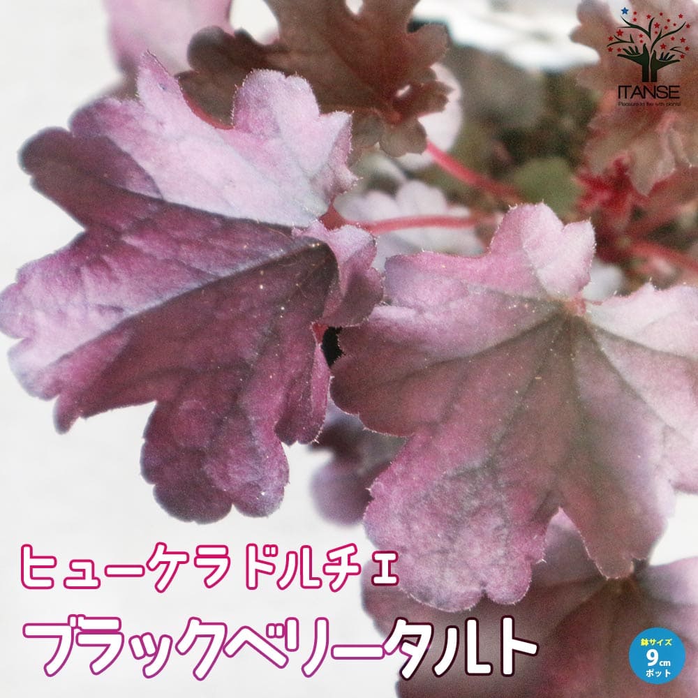 ヒューケラ・ドルチェ・ブラックベリータルト 【花苗 9cmポット苗 カラーリーフ・多年草】