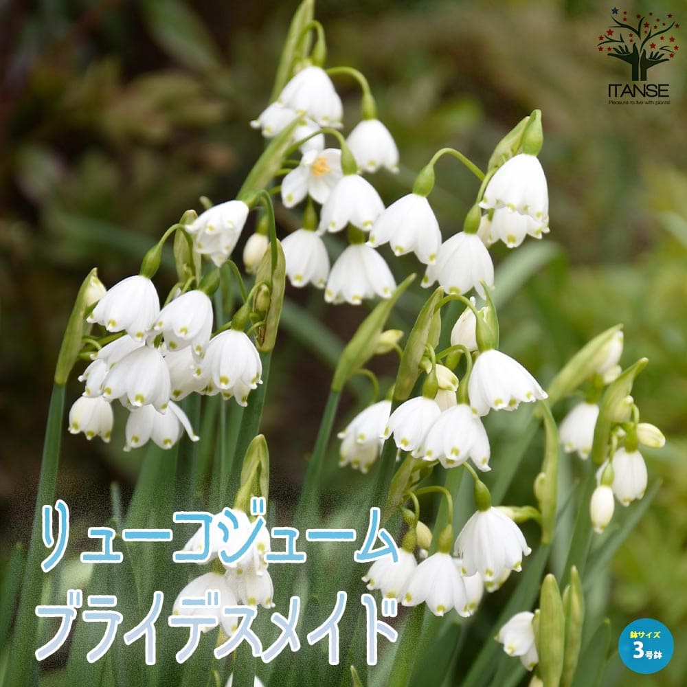 リューコジューム・ブライデスメイド(鈴蘭水仙・スノーフレーク) 【花苗 3号ロングポット苗】