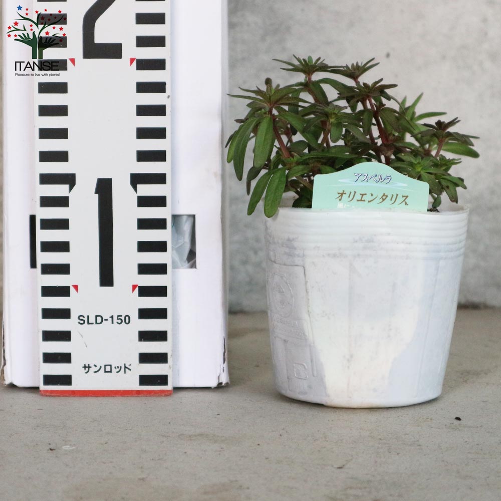 アスペルラ・オリエンタリス【花苗 3.5号ポット苗】｜ 【植物の