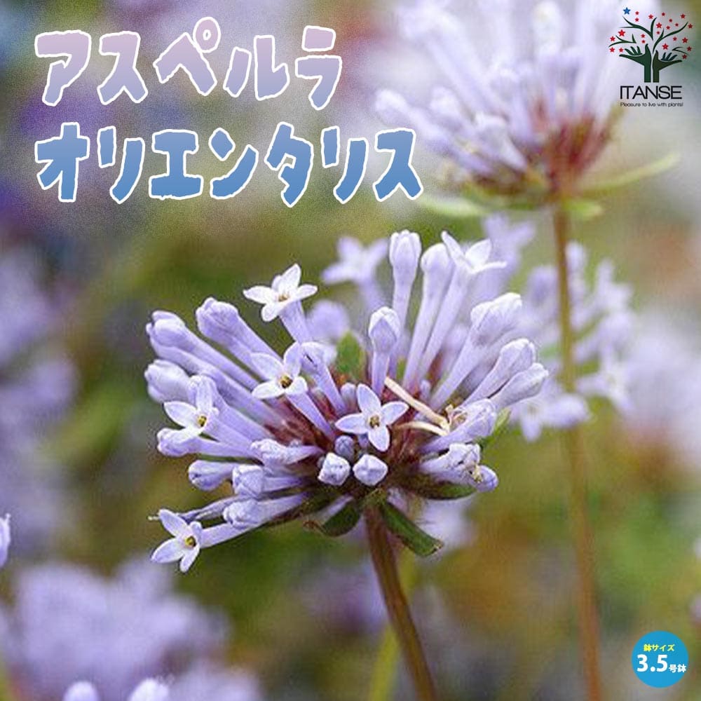 アスペルラ・オリエンタリス【花苗 3.5号ポット苗】