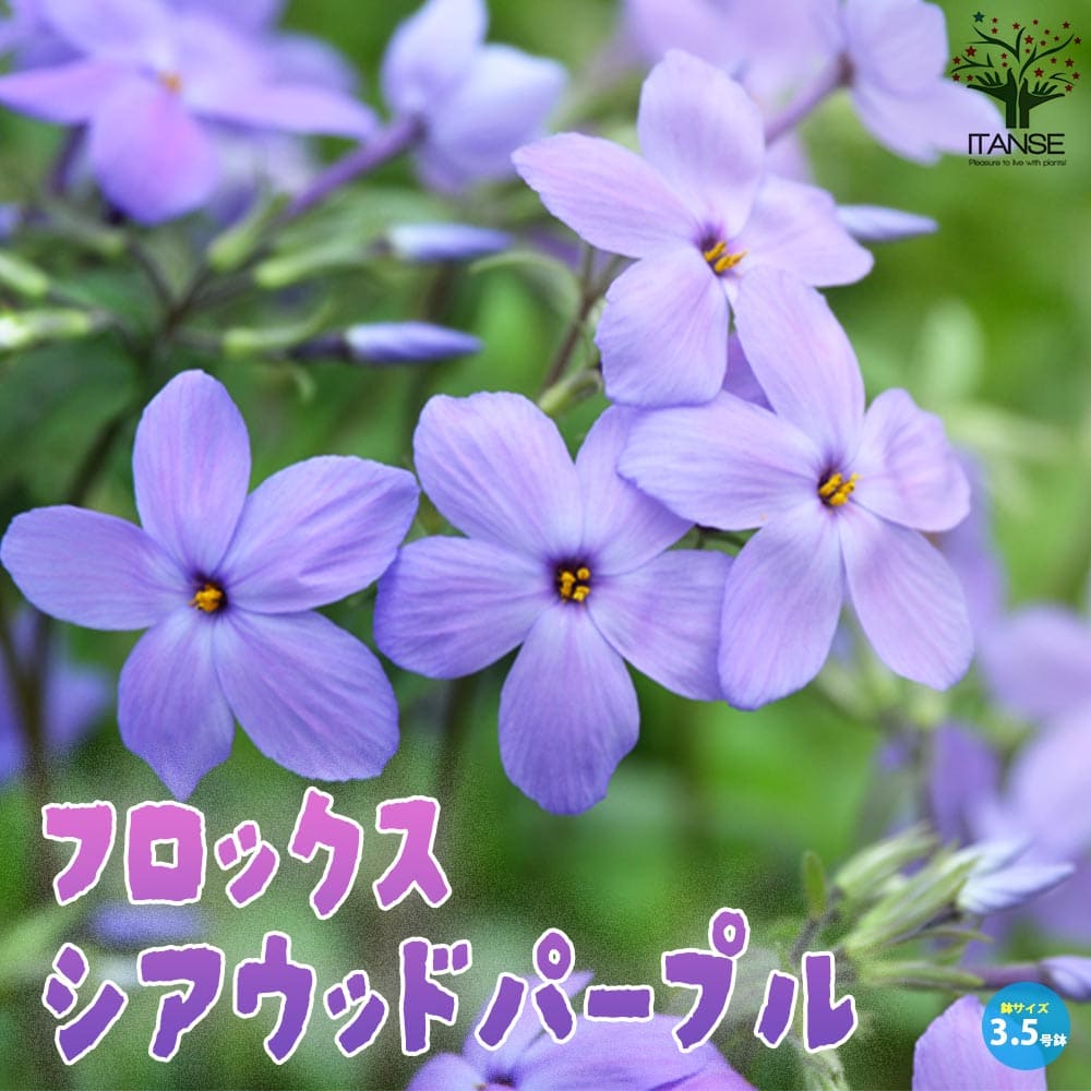 ころ花 ころ花 Contemporary Red Roses — 1-800-Flowers.com (from .99
