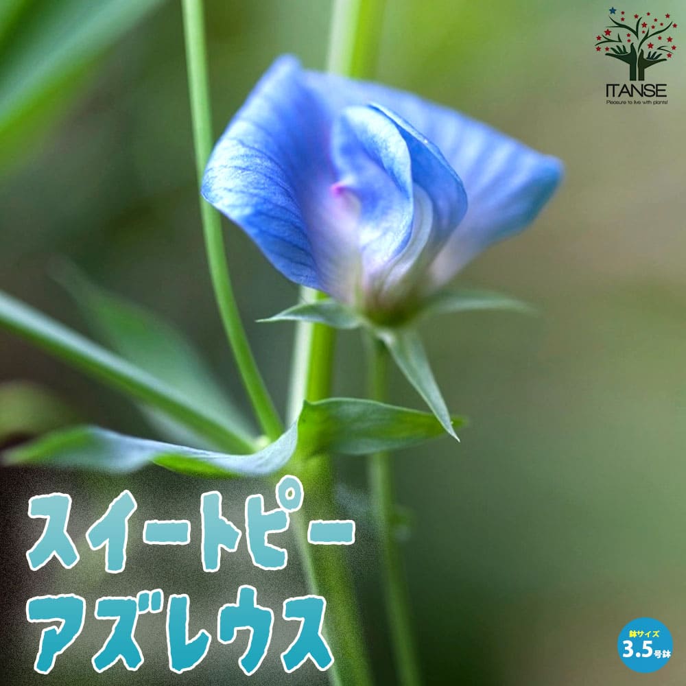 スイートピー・アズレウス【花苗 3.5号ポット苗】