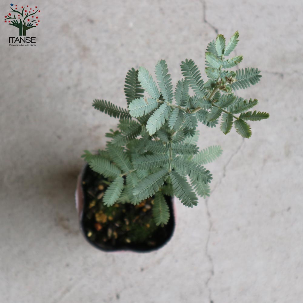 ミモザアカシア (ギンヨウアカシア)【庭木 3～4号】｜ 【植物の