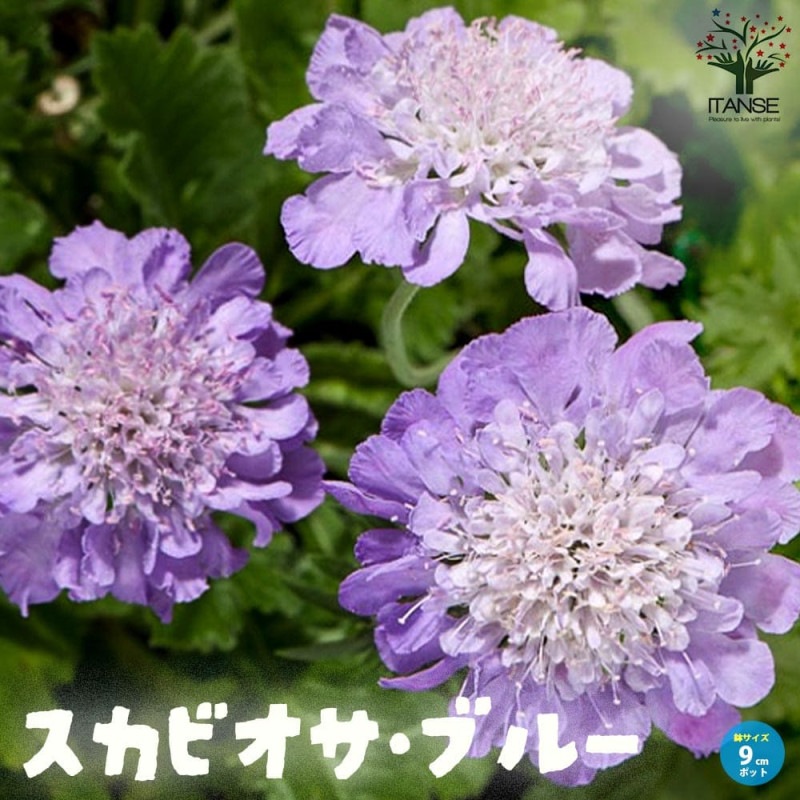スカビオサ｜【植物のITANSE】全品送料無料・即出荷!