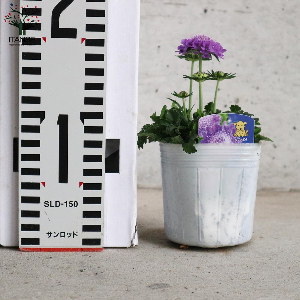 スカビオサ・ブルー【花苗 9cmポット苗】｜ 【植物のITANSE