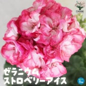 色変わりゼラニウム・ストロベリーアイス【花苗 5号鉢】|花苗