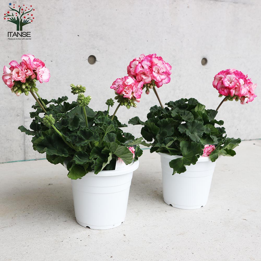 色変わりゼラニウム・ストロベリーアイス【花苗 5号鉢】｜ 【植物の