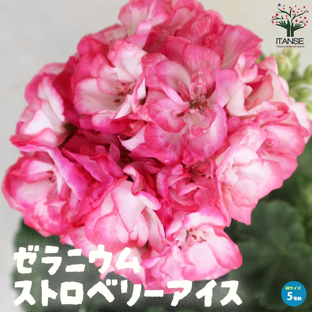 色変わりゼラニウム・ストロベリーアイス【花苗 5号鉢】