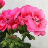 多花性ゼラニウム・プリティーリトルピンク【花苗 5号鉢】|花苗