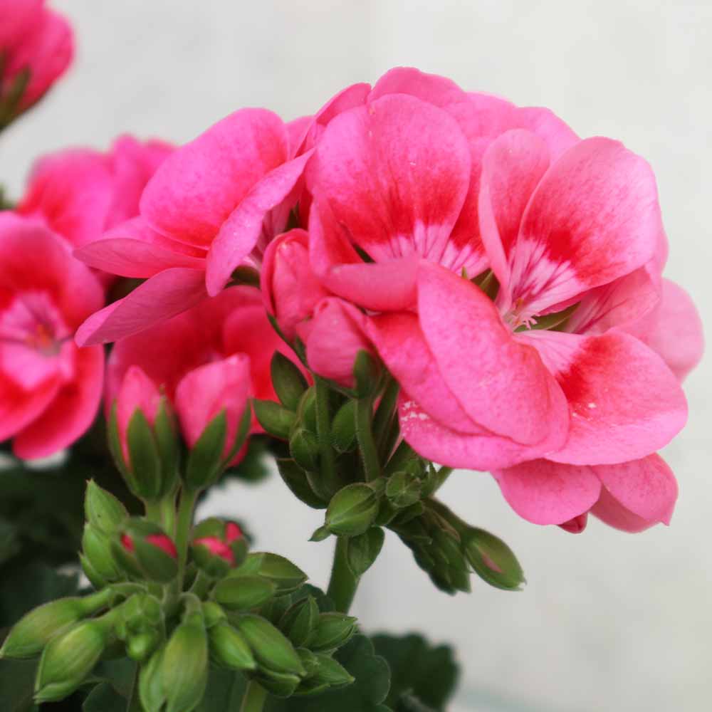 多花性ゼラニウム・プリティーリトルピンク【花苗 5号鉢】