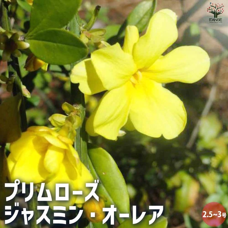 花苗｜【植物のITANSE】全品送料無料・即出荷!