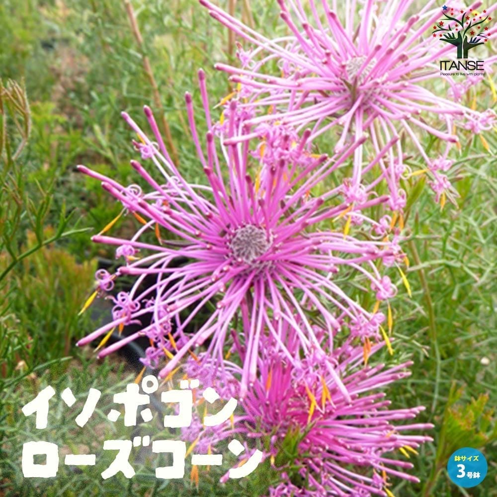 イソポゴン ローズコーン【花苗 3号ポット】