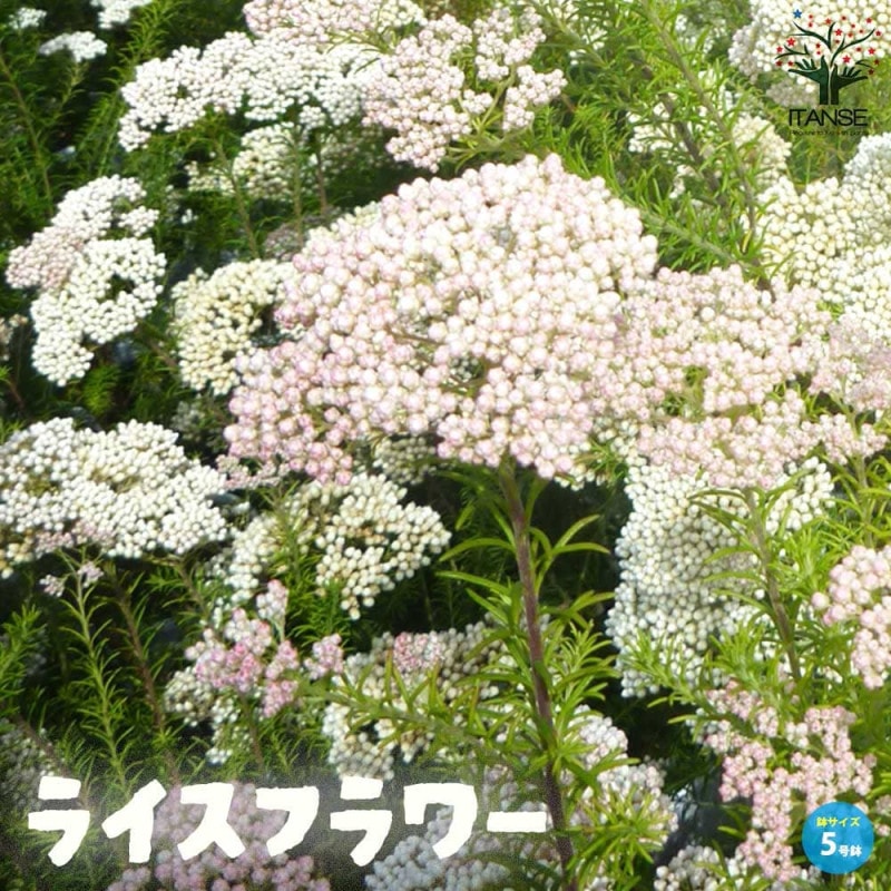 ホヤ (桜ラン) ホヤケンティアナ グリーン【観葉植物 吊鉢5号鉢