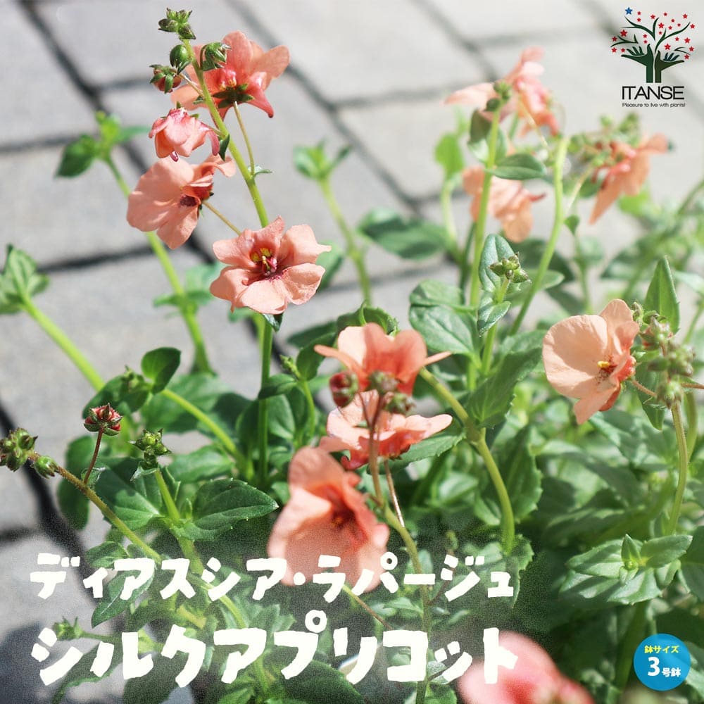 ディアスシア・ラパージュ・シルクアプリコット【花苗3号ロングポット苗】