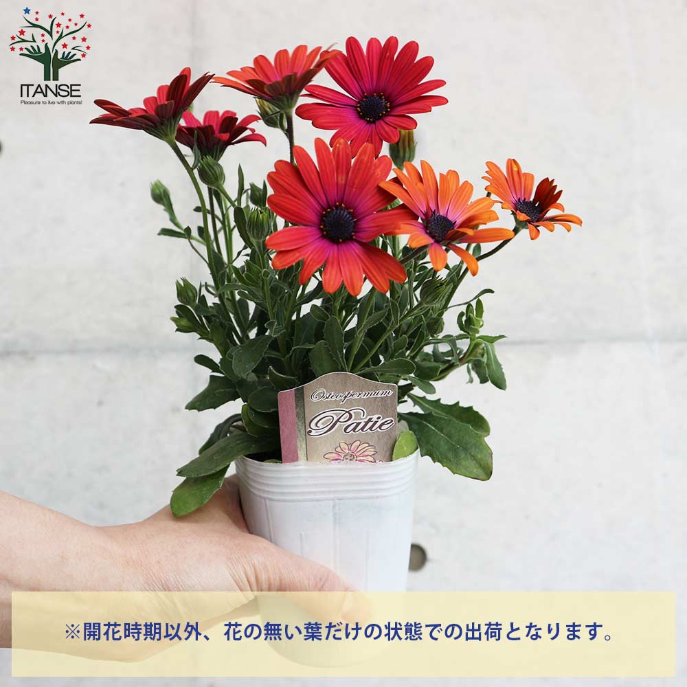 ✿Dom❤Mia✿様　確認用　オステオスペルマム　パティエ　新色 オステオスペルマム・パティエ・レッドグラデーション【花苗 3号ロング