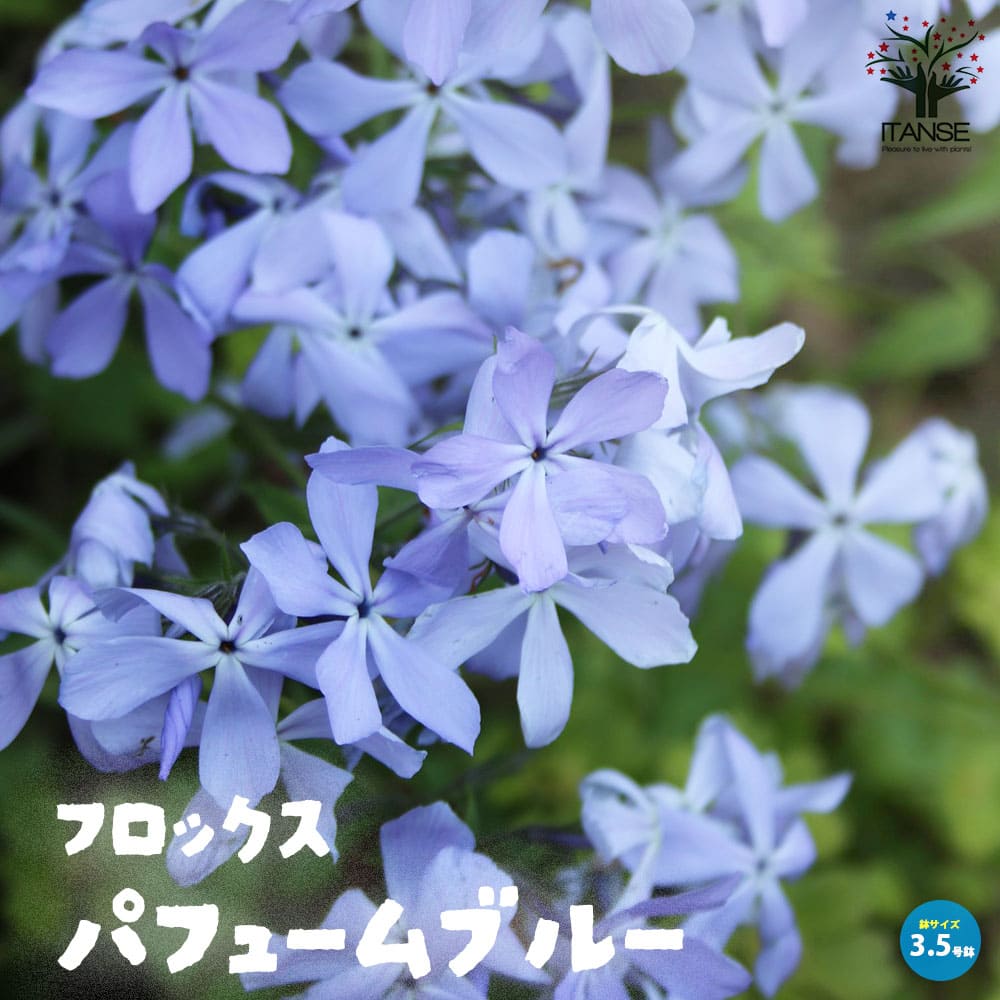 フロックス パフュームブルー【花苗 3.5号ポット苗】｜ 【植物の