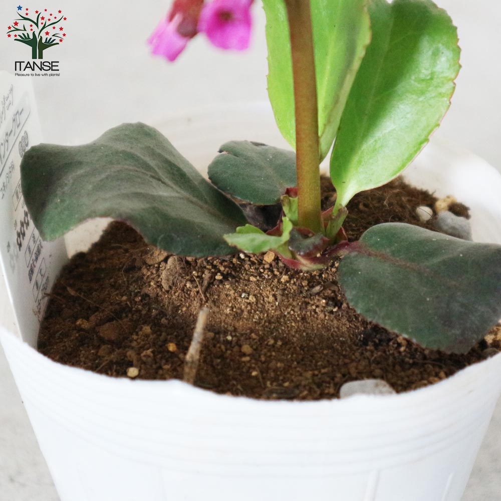 ベルゲニア・ウインターグロー (ヒマラヤユキノシタ)【花苗 3.5号