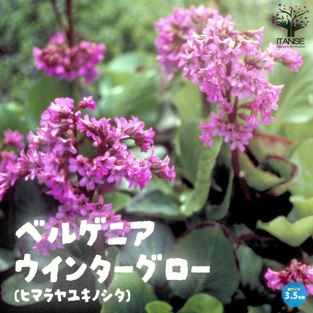 ヒマラヤユキノシタ　2苗　ネコポス ヒマラヤユキノシタ 2苗 ネコポス - メルカリ