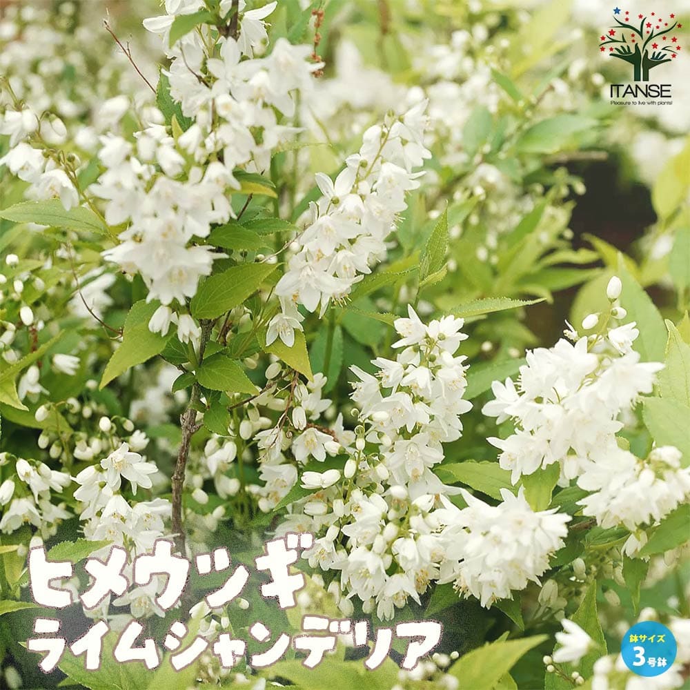 ヒメウツギ ライムシャンデリア／カラーリーフ【庭木 3号ポット】