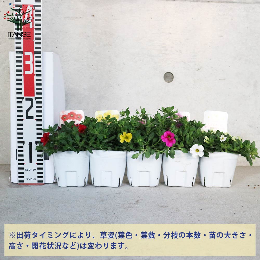 カリブラコア・リトルシャンデリア2個～【花苗3.5号ポット苗 色