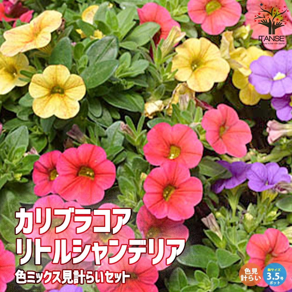 カリブラコア・リトルシャンデリア2個～【花苗3.5号ポット苗 色ミックス見計らいセット】