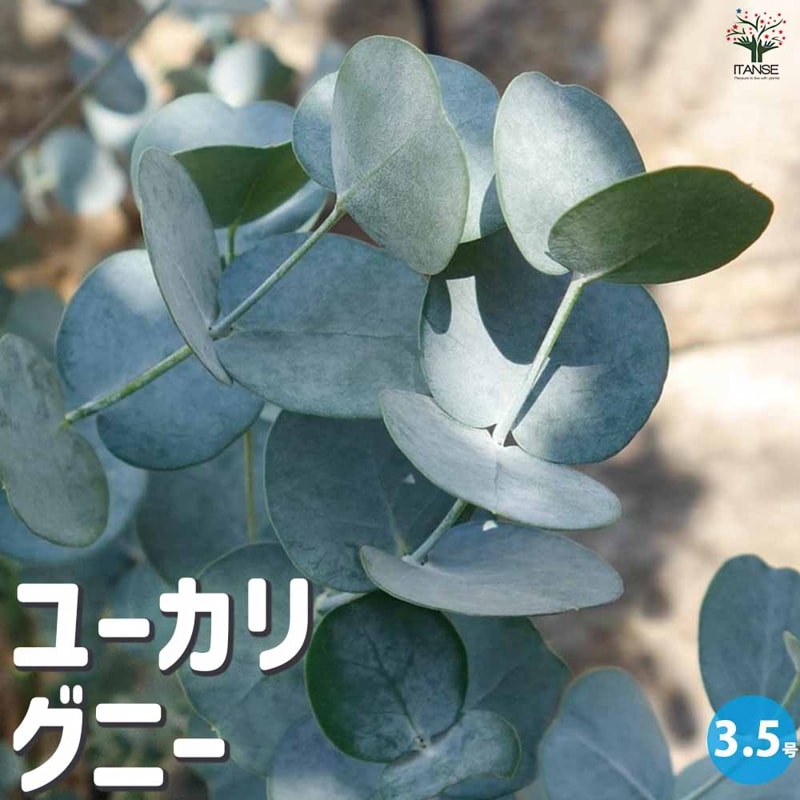 現品、ユーカリの大苗※銀世界　花付きなのでレアです！　少しお値引き出来ます ユーカリ 銀世界 【花木苗 3.5号】｜ 【植物のITANSE】全品送料