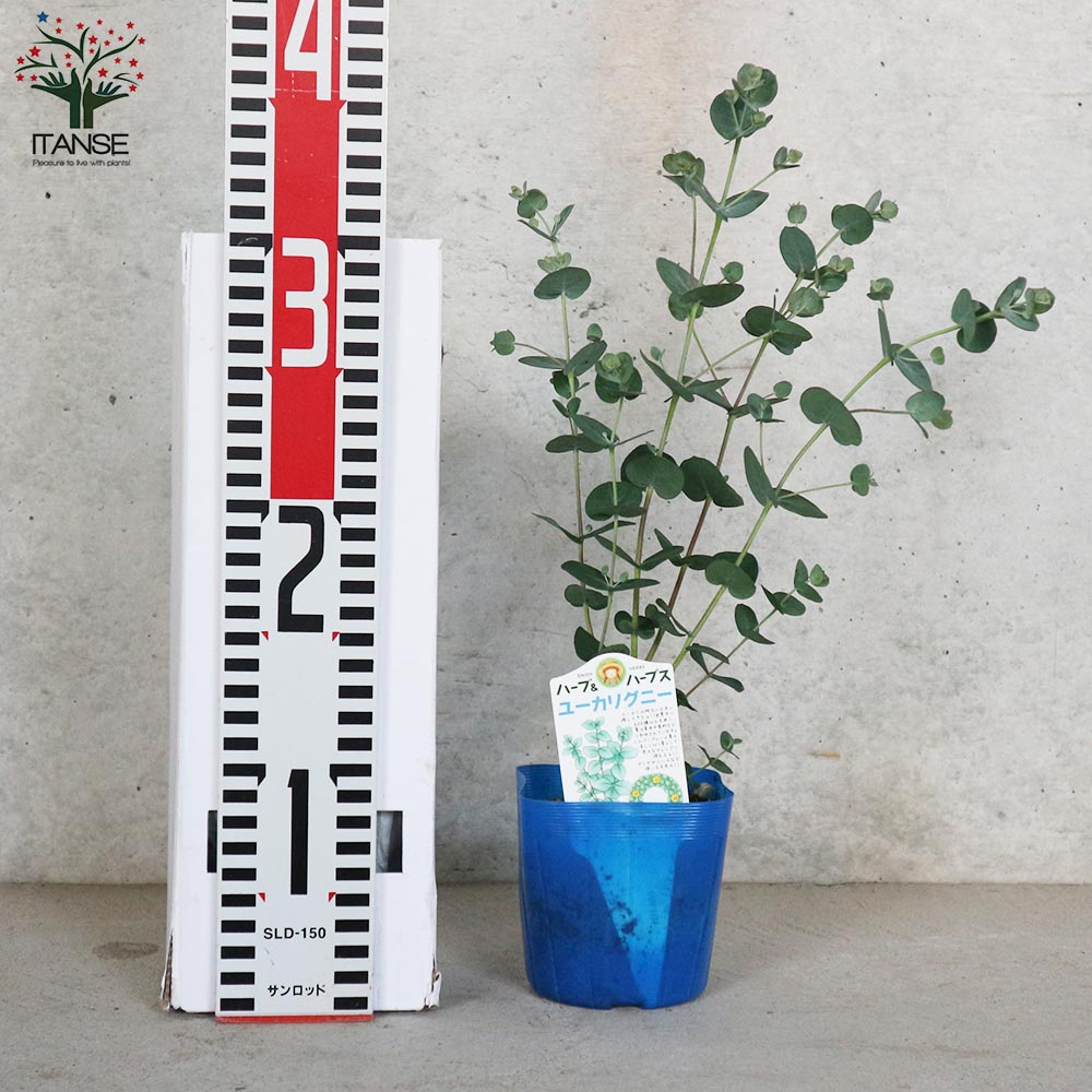 ユーカリ グニー【花苗3.5号ポット苗】｜ 【植物のITANSE】全品