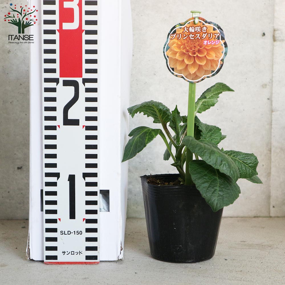 巨大輪プリンセスダリア 色ミックス見計らいセット2個～【花苗3.5号