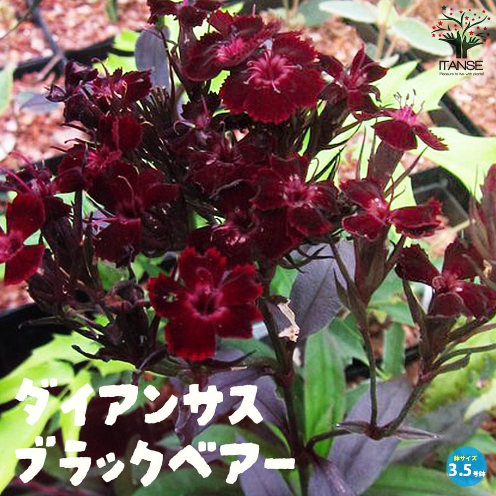 ダイアンサス・ブラックベアー【花苗3.5号ポット苗】