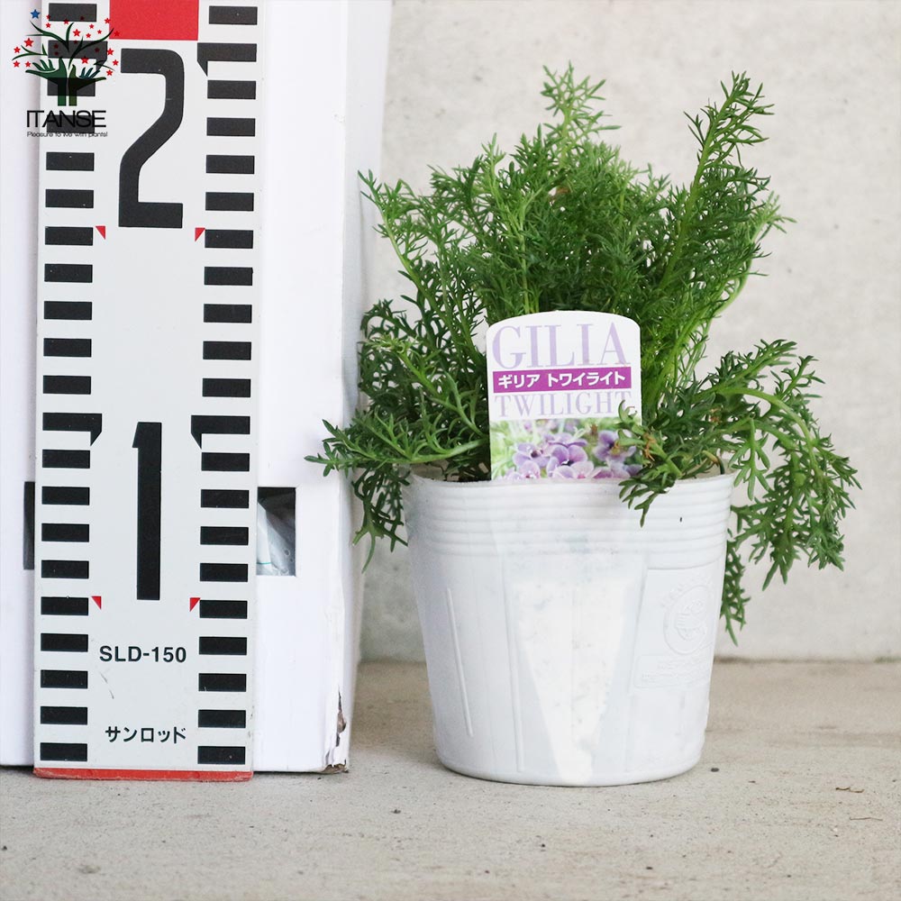ギリア・トワイライト【花苗3.5号ポット苗】｜ 【植物の