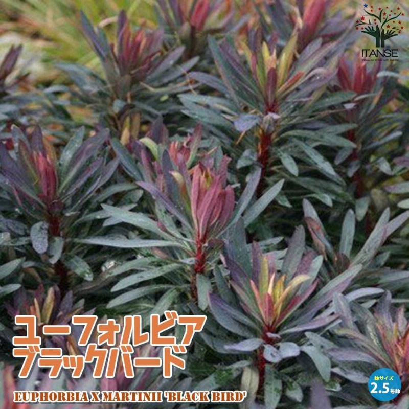 ஐ矮性・モミの木*ஐカナダトウヒ・コニカ・ピセア・苗木【サンオンザ