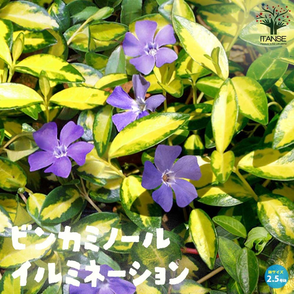 ビンカミノール・イルミネーション(ヒメツルニチニチソウ)【花苗2.5号ロングポット苗】