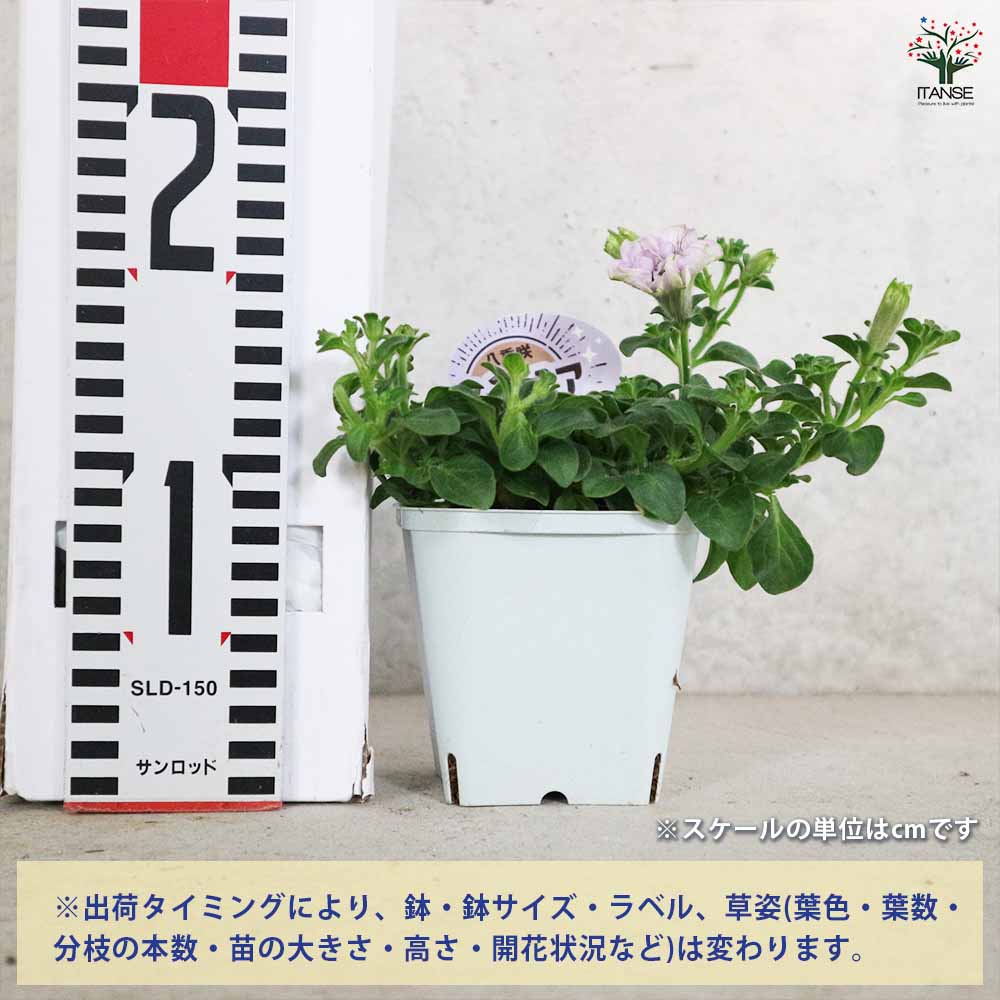 八重咲きペチュニア ぶどうラテ2個～【花苗3.5号ポット苗 】｜ 【植物