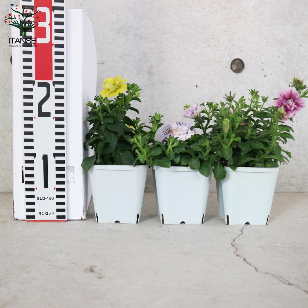 八重咲きペチュニア ラテシリーズ2個～【花苗3.5号ポット苗 カラフル