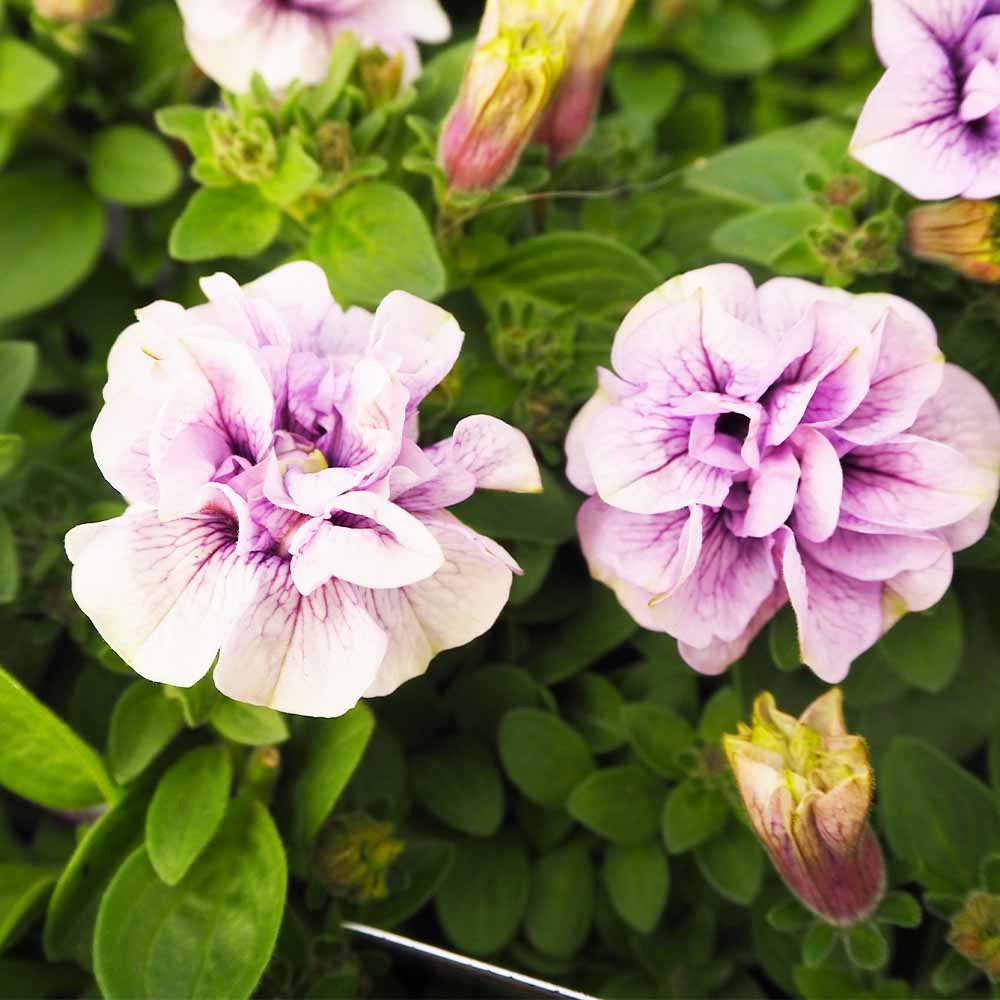 八重咲きペチュニア ぶどうラテ2個～【花苗3.5号ポット苗 】｜ 【植物