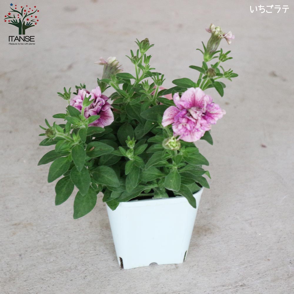 八重咲きペチュニア ラテシリーズ2個～【花苗3.5号ポット苗 カラフル